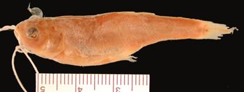 Media type: image; Ichthyology 35918